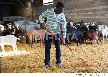 African American man working in goat stall 64347623