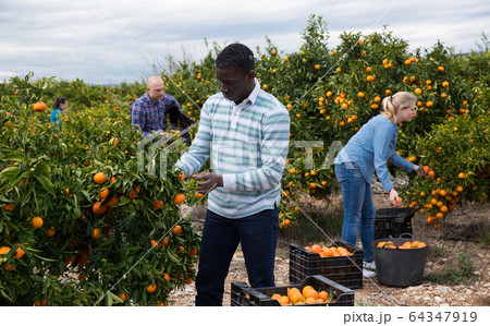 African-American man picking ripe tangerines 64347919