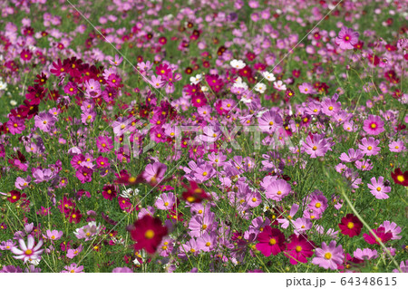 コスモスの花畑 コスモスの花畑 64348615