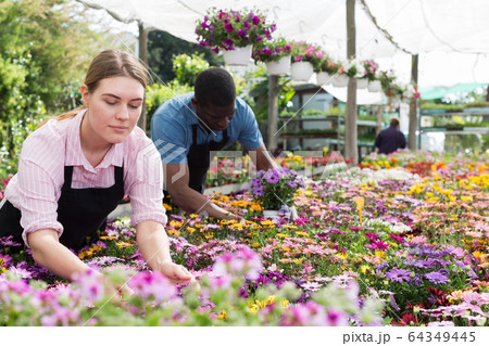 Florists working in greenhouse Florists working in greenhouse 64349445