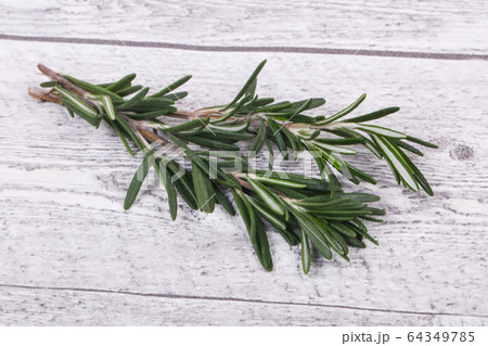 Fresh green Rosaemary branch 64349785