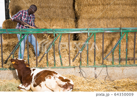 African american man farmer working with hay before feeding cows African american man farmer working with hay before feeding cows 64350009
