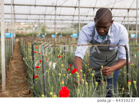 Young man gardener working with carnation flowers in greenhouse 64350237