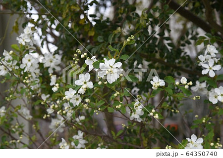 リキュウバイ(利休梅)の花 リキュウバイ(利休梅)の花 64350740