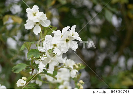 リキュウバイ（利休梅）の花 64350743