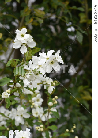 リキュウバイ（利休梅）の花 64350746