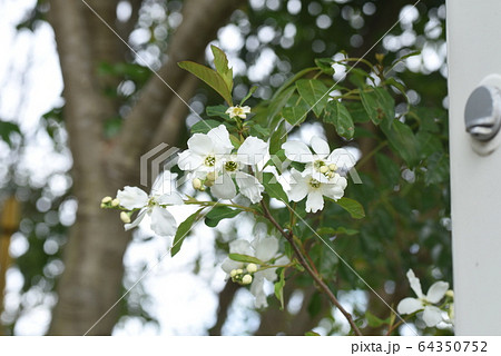 リキュウバイ(利休梅)の花 リキュウバイ(利休梅)の花 64350752