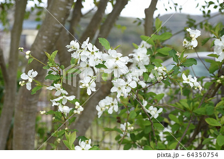 リキュウバイ(利休梅)の花 リキュウバイ(利休梅)の花 64350754