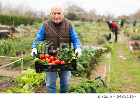 Elderly gardener holding box with vegetables 64351167