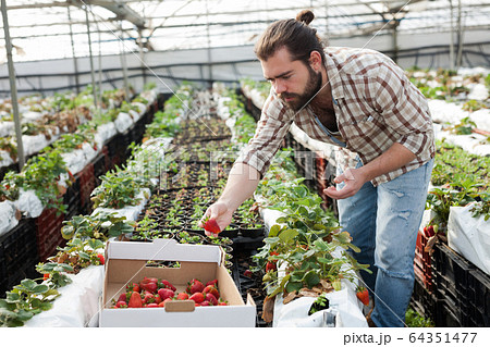 Farmer harvesting strawberries Farmer harvesting strawberries 64351477