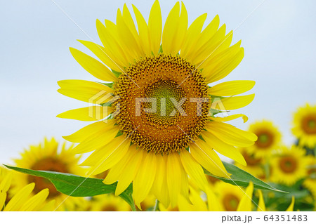 ひまわり ひまわり 64351483