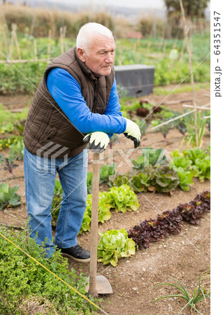 Senior man gardener during working at land garden outdoor Senior man gardener during working at land garden outdoor 64351547