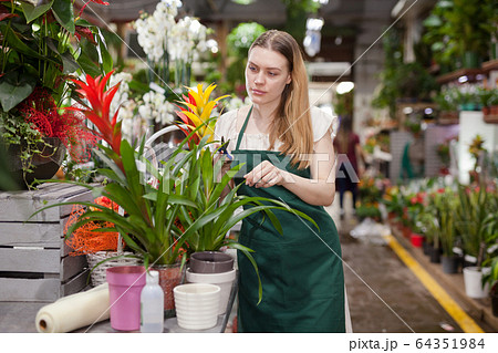 Positive woman picking a bromelia flower in the flower shop 64351984
