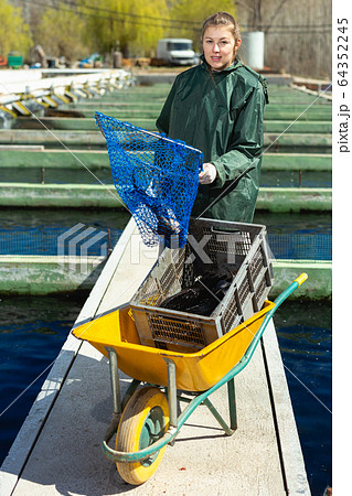 Woman catching sturgeon at fish farm 64352245