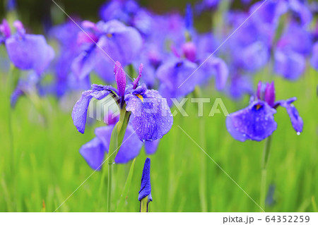 花菖蒲 64352259