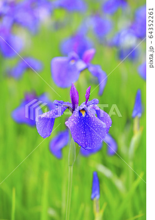 花菖蒲 花菖蒲 64352261