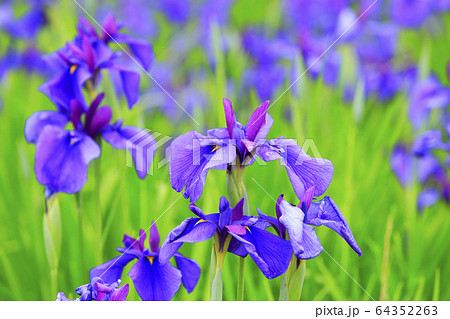 花菖蒲 花菖蒲 64352263