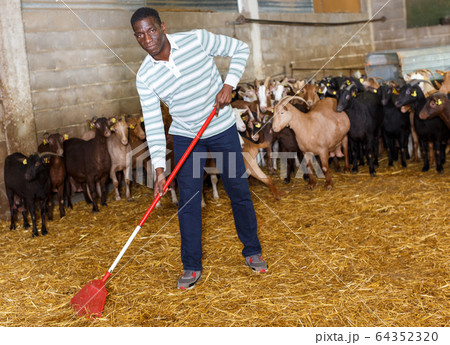 African-American man cleaning goat barn 64352320
