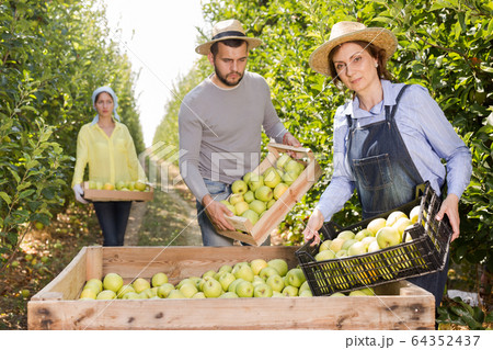 Workers putting harvested apples in crate Workers putting harvested apples in crate 64352437