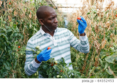 Farmer checking harvest of tomato plants Farmer checking harvest of tomato plants 64352453