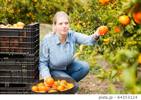 Female farmer picking carefully ripe mandarins Female farmer picking carefully ripe mandarins 64353124