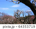 梅林の春 64353719