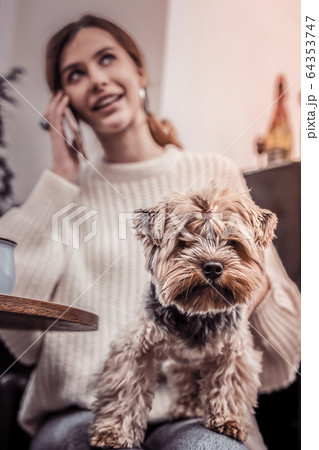 Focus on cute small dog sitting in womans lap 64353747