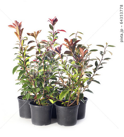 photinia in studio photinia in studio 64353778