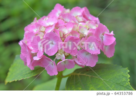 紫陽花 64353786