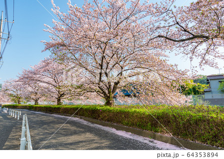 日本の春 神奈川県川崎 二ヶ領本川沿いの桜並木(生田・登戸周辺) 日本の春 神奈川県川崎 二ヶ領本川沿いの桜並木(生田・登戸周辺) 64353894