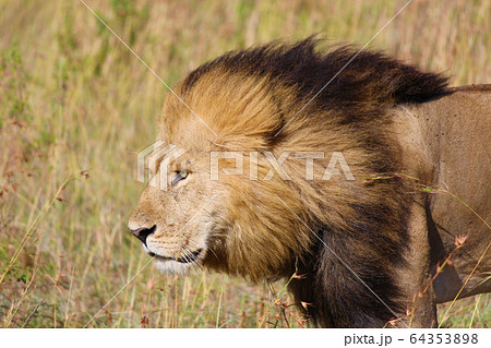 ケニア・マサイマラの草原を歩くライオン　A Lion in Maasai Mara,Kenya 64353898