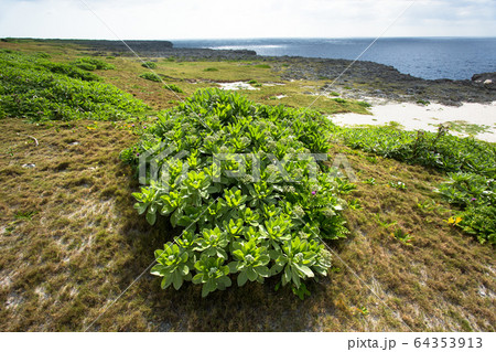 浜辺の植物・日本最南端、沖縄県波照間島 浜辺の植物・日本最南端、沖縄県波照間島 64353913
