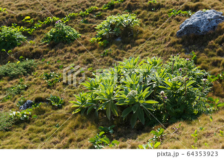 浜辺の植物・日本最南端、沖縄県波照間島 浜辺の植物・日本最南端、沖縄県波照間島 64353923