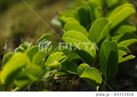 浜辺の植物・日本最南端、沖縄県波照間島 浜辺の植物・日本最南端、沖縄県波照間島 64353928