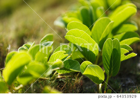 浜辺の植物・日本最南端、沖縄県波照間島 浜辺の植物・日本最南端、沖縄県波照間島 64353929