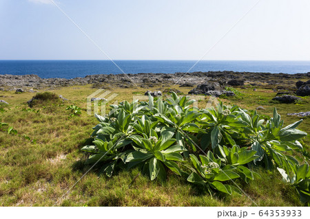 浜辺の植物・日本最南端、沖縄県波照間島 64353933