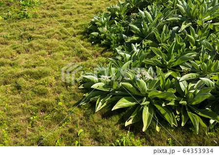 浜辺の植物・日本最南端、沖縄県波照間島 64353934