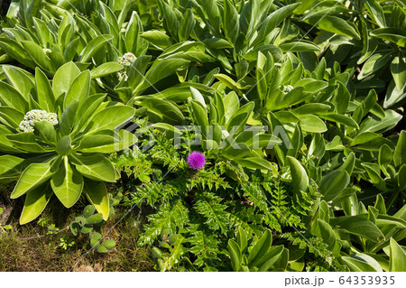 浜辺の植物・日本最南端、沖縄県波照間島 64353935