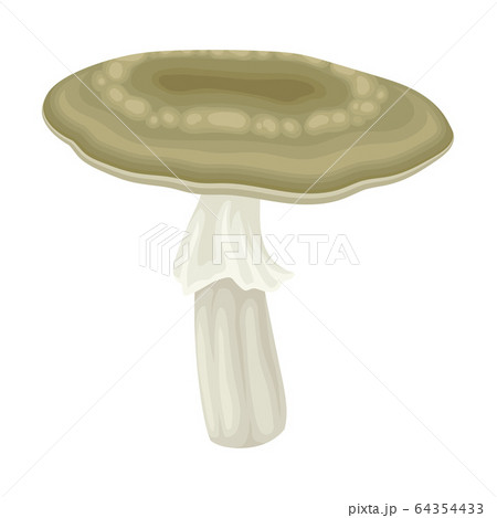 Milk Forest Mushroom or Toadstool with Stem and Cap Isolated on White Background Vector Illustration Milk Forest Mushroom or Toadstool with Stem and Cap Isolated on White Background Vector Illustration 64354433