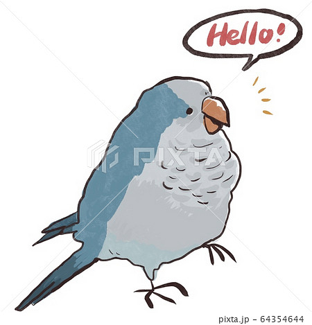 ハローと話すオキナインコ 64354644