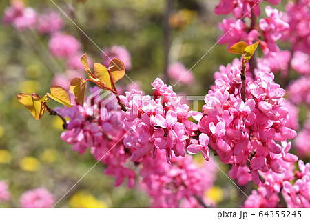 ハナズオウ(花蘇芳) ハナズオウ(花蘇芳) 64355245