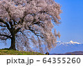 わに塚の桜と八ヶ岳 わに塚の桜と八ヶ岳 64355260