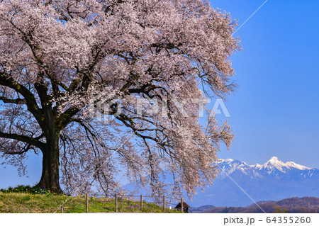 わに塚の桜と八ヶ岳 64355260