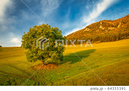 Autumn rural landscape with a tree. 64355391