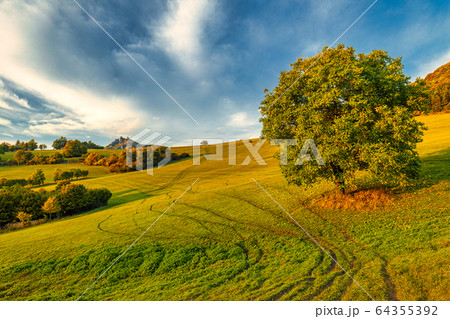 Autumn rural landscape with a tree. 64355392