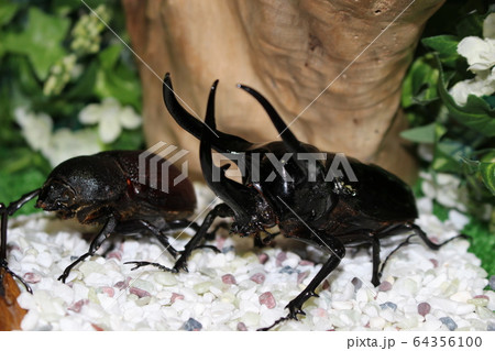 世界のカブトムシ・クワガタムシ 64356100
