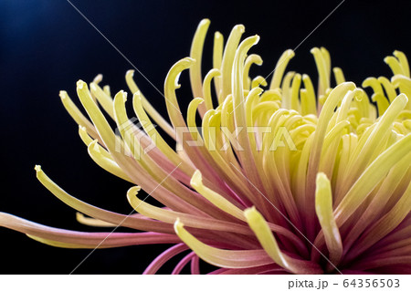 菊の花 菊の花 64356503