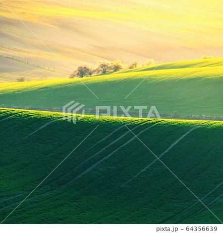 Beautiful spring landscape with field of grass hills at sunset. Waves in nature Moravian Tuscany - Czech Republic - Europe. 64356639