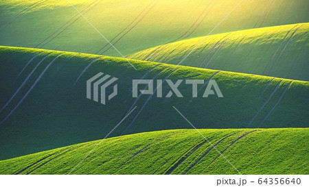 Beautiful spring landscape with field of grass hills at sunset. Waves in nature Moravian Tuscany - Czech Republic - Europe. 64356640