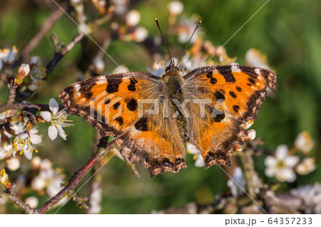Large tortoiseshell (Nymphalis polychloros) 64357233